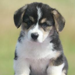 Lamborghini - Black and tan male Pembroke Welsh Corgi puppy in West, Texas from Rustic Spur Kennel