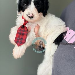 Jack - Black and white male Sheepadoodle puppy in Marion, Ohio from Doodles & Doxies