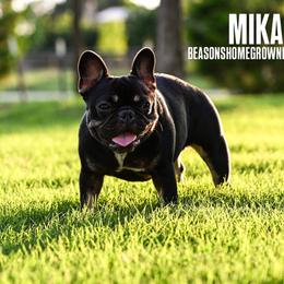 Mika - French Bulldog