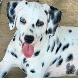 Trixie - White and black female Dalmatian puppy in Mt. Vernon, Texas from Double B