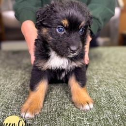 Cranberry (pink) - Black tri-color female Australian Shepherd puppy in Falmouth, Kentucky from Queen City Farm