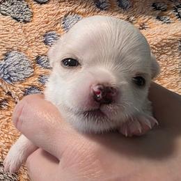 Chewie - Cream and white male Chihuahua puppy in Jacksonville, Florida from Precious Paws of Florida - Chihuahuas