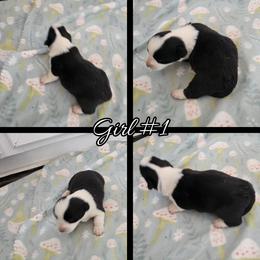 Girl 1 - Black and white female Cardigan Welsh Corgi puppy in Natchitoches. La, Louisiana from Bleu Bayou Corgis