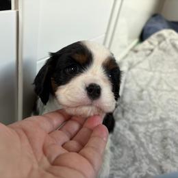 Red - Tri-color female Cavalier King Charles Spaniel puppy in Mount Dora, Florida from Carroll’s Cavaliers