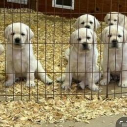 Boy 2 - Labrador Retriever puppy from Texas Bluebonnet Labs