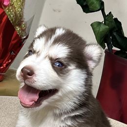 Siberian Huskies from Ohio Fur Babies LLC