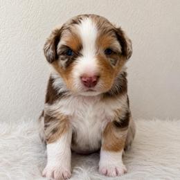 Daisy - Red merle female Australian Shepherd puppy in Iola, Texas from MK Aussies