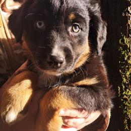 Gunner - Black tri-color male Australian Shepherd puppy in Darrington, Washington from Cart River Aussies