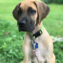 Great Danes from Sanctuary Great Danes