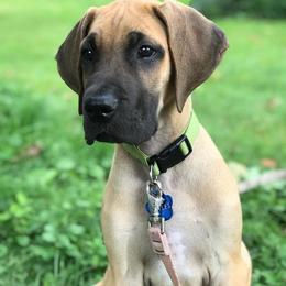 Great Danes from Sanctuary Great Danes