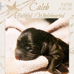 Caleb - Brown male Schnoodle puppy in Demorest, Georgia from Royal Cockapoo Playhouse
