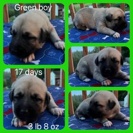 Green boy - Fawn Anatolian Shepherd Dog puppy in Franklin, New Hampshire from Feather’s Glen Anatolians