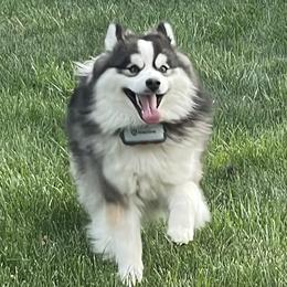 Mulligan - Pomsky
