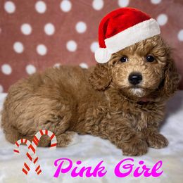 Pink Girl - Apricot Goldendoodle puppy in Excelsior Springs, Missouri from Zoodles Micro Goldendoodles