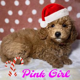 Pink Girl - Apricot Goldendoodle puppy in Excelsior Springs, Missouri from Zoodles Micro Goldendoodles