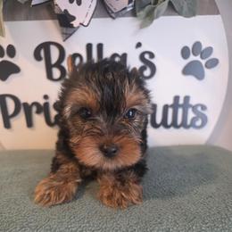 Brayden - Black and tan male Yorkshire Terrier puppy in Clermont, Florida from Bella's Prissy Butts
