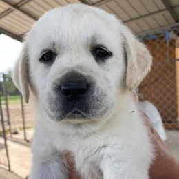Labrador Retrievers from Kim Shaw's Labrador Retrievers