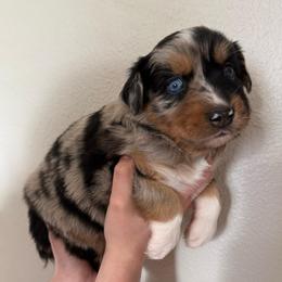 Twix - Black tri-color female Australian Shepherd puppy in Weeki Wachee, Florida from Ace of Spades Australian Shepherds