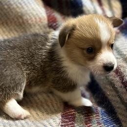 Casper ( light blue) - Red Pembroke Welsh Corgi puppy in Washington from KB Corgis