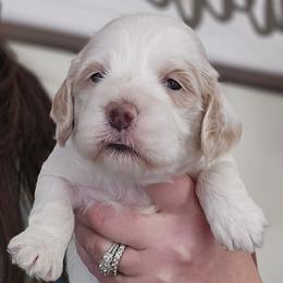Green Male - Cream male Cockapoo puppy in Mocksville, North Carolina from Hunting Creek Farm & Kennel