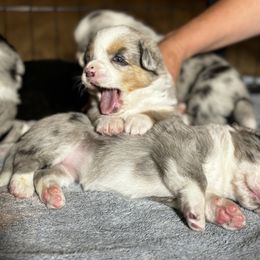 Cardigan Welsh Corgi Puppies from LoneStar Cardigan Welsh Corgis