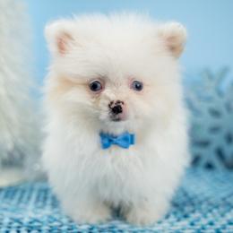 Cinder - White male Pomeranian puppy in Erda, Utah from Danyells Designer Poms