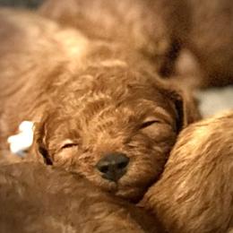 Bay - Red  male Poodle puppy in Jensen Beach, Florida from Pineapple Poodles