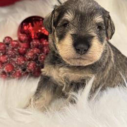 Evangeline - Salt and pepper female Miniature Schnauzer puppy in Bullard, Texas from Black Gold Miniature Schnauzers