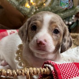 Bailey - Dapple female Dachshund puppy in Fayetteville, West Virginia from Loop Creek Dachshunds