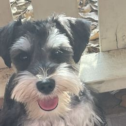 Miniature Schnauzers and Yorkshire Terriers from Sassy Schnauzers