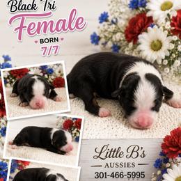 Black tri girl 2 - Black tri female Miniature Australian Shepherd puppy in Nashville, Tennessee from Little B’s Aussies