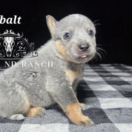 Cobalt - Blue male Australian Cattle Dog puppy in Silsbee, Texas from Rockin ND Ranch