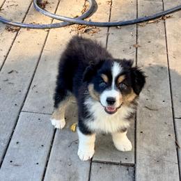 Tommie (Yellow) - Black tri-color male Australian Shepherd puppy in Ashland, Ohio from SS Australian Shepherds