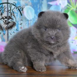 Blake - Blue and tan male Pomeranian puppy in Fultonville, New York from Sandy Aussies & Pomeranians