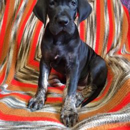 Great Dane Puppies from Monarch Danes