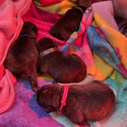 French Bulldog Puppies from Follow Farm French Bulldogs