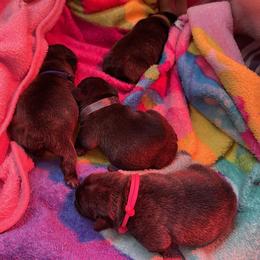 French Bulldog Puppies from Follow Farm French Bulldogs