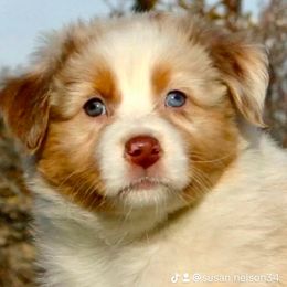 Australian Shepherd Puppies from Bright Eyes Aussies