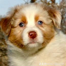 Australian Shepherd Puppies from Bright Eyes Aussies