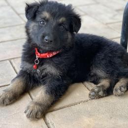 German Shepherd and White Shepherd Puppies from Scenic Creek German Shepherds