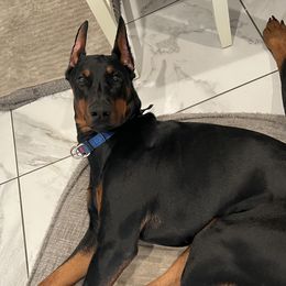 Ragnar - Doberman Pinscher