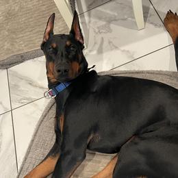Ragnar - Doberman Pinscher
