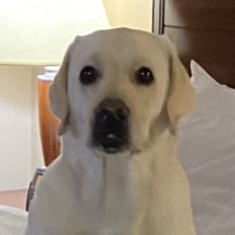 Hannah - Labrador Retriever