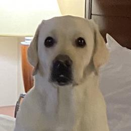 Hannah - Labrador Retriever