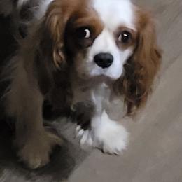 Ollie - Cavalier King Charles Spaniel