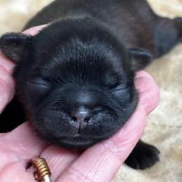 Jacob - Black and tan male Shih Tzu puppy in Claremont, California from Lovable Shih Tzus