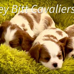 Cavalier King Charles Spaniels from Honey Bitt Cavaliers