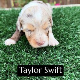 Taylor Swift - Brown merle female Aussiedoodle puppy in Bakersfield, California from Annie's Aussies