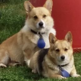 Pembroke Welsh Corgis from Lil’ Wink’s Corgis
