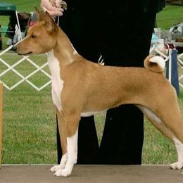EV - Basenji